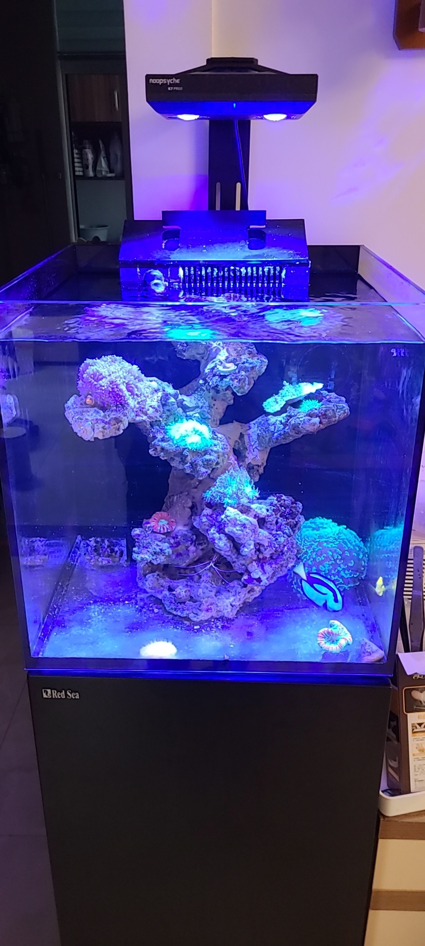 色海动红以reefer海缸族款水海鱼缸瑚自珊水缸水g2海音新缸列箱静