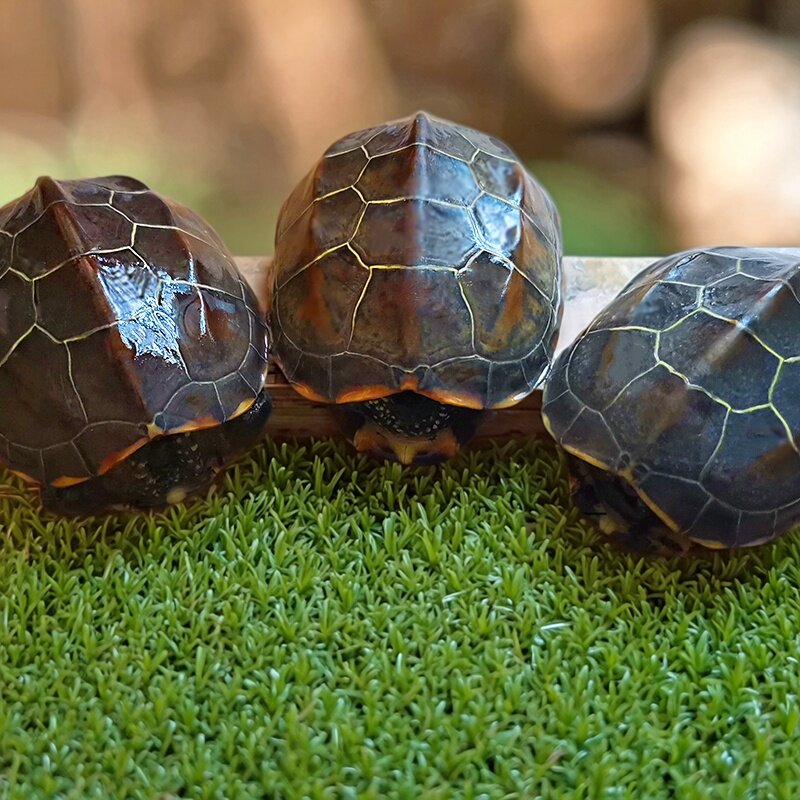 纯种外塘中华草龟活物乌龟苏北金线龟龟陆地网红龟苗墨龟宠物观赏