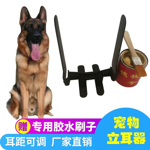 杜宾狗立耳质量怎么样 杜宾狗立耳口碑怎么样 小麦优选