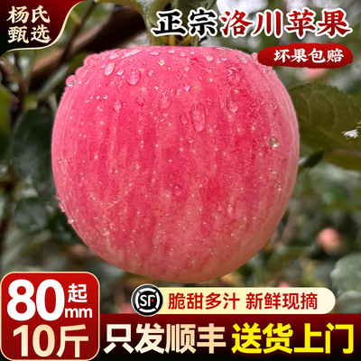 【10斤80mm起】顺丰正宗陕西洛川苹果水果新鲜应当季冰糖心红富士