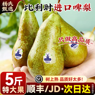正宗进口比利时啤梨新鲜水果应当季现摘大果软青皮梨子整箱包邮