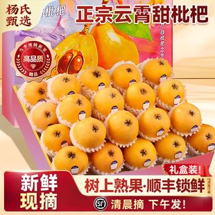 【新鲜现摘】顺丰礼盒正宗云霄枇杷鲜果5斤应当季水果特大果批把