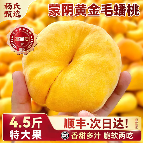 正宗山东蒙阴黄毛蟠桃