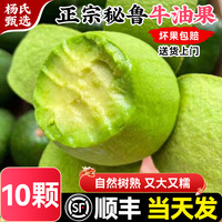 【10個】秘魯進口牛油果一級新鮮水果當季整箱即食鱷梨墨大果西哥