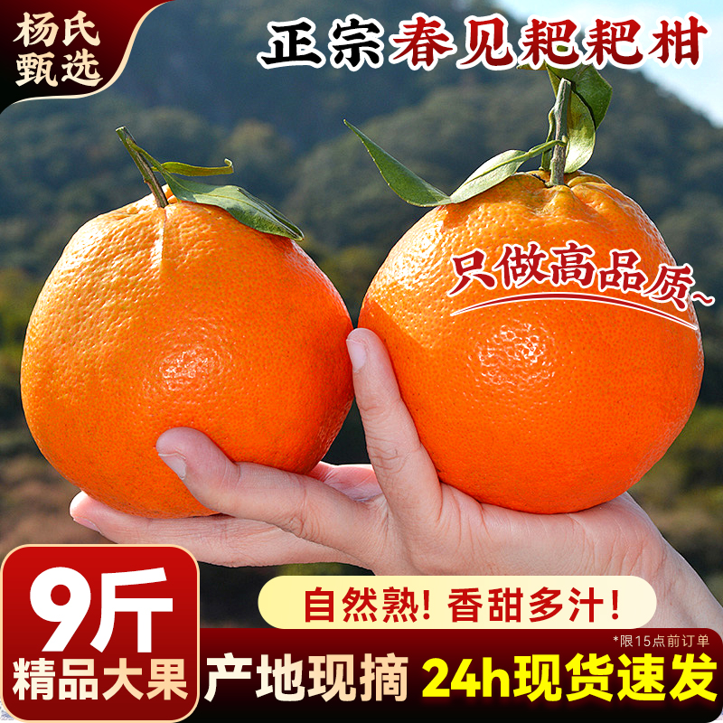 正宗春见耙耙柑整箱9斤新鲜水果当季四丑粑粑八怪橘子川桔旗舰店