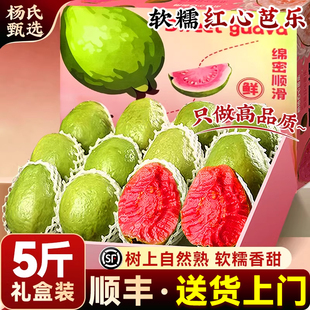 顺丰礼盒红心芭乐番石榴5斤当季水果新鲜包邮胭脂白草莓冰淇淋巴