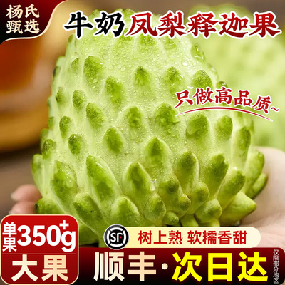 【0.6-0.7斤】云南凤梨释迦果新鲜水果现摘牛奶番荔枝特大果佛头