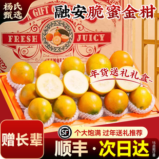 【赠长辈】正宗广西融安脆蜜金柑应当季新鲜水果桔脆甜整箱礼盒装