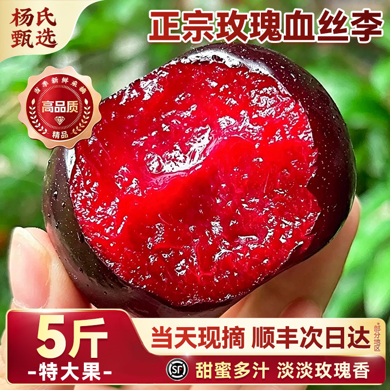 正宗玫瑰血丝李5斤/新鲜现摘