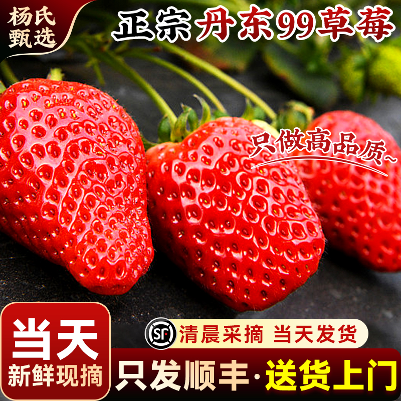 【当天现摘现发】丹东99草莓水果九九红颜奶油礼盒牛奶久久旗舰店
