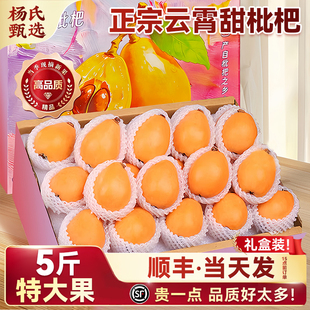 正宗云霄枇杷鲜果5斤礼盒新鲜应当季水果特大果现摘现发批把顺丰