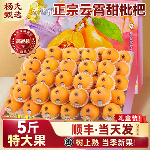 顺丰礼盒 正宗云霄枇杷鲜果5斤新鲜应当季水果特大果现摘现发批把