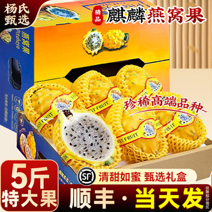 精品礼盒 海南燕窝果5斤装应当季新鲜水果黄色白心麒麟火龙果整箱