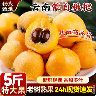 【新鲜现摘】正宗云南蒙自甜枇杷5斤水果当季长虹琵琶枇杷树上熟