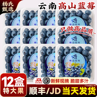 【12盒】云南花香高山蓝莓新鲜水果当季整箱现摘怡特大果兰梅颗