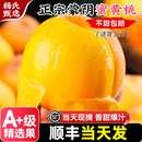 黄金蜜桃大脆黄肉毛桃子油 精选果 山东蒙阴黄桃新鲜水果当季