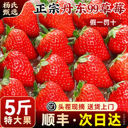 丹东99大草莓新鲜水果九九红颜奶油礼盒牛奶次日达辽宁东港旗舰店