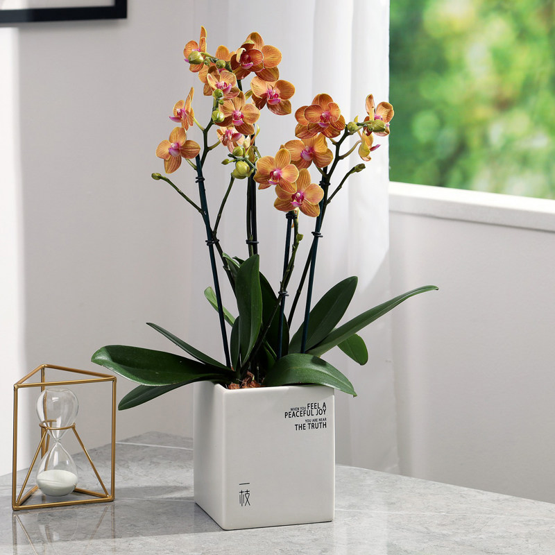 蝴蝶兰皮亚琴察盆栽客厅旺宅花卉室内植物母亲节礼物送妈妈鲜花