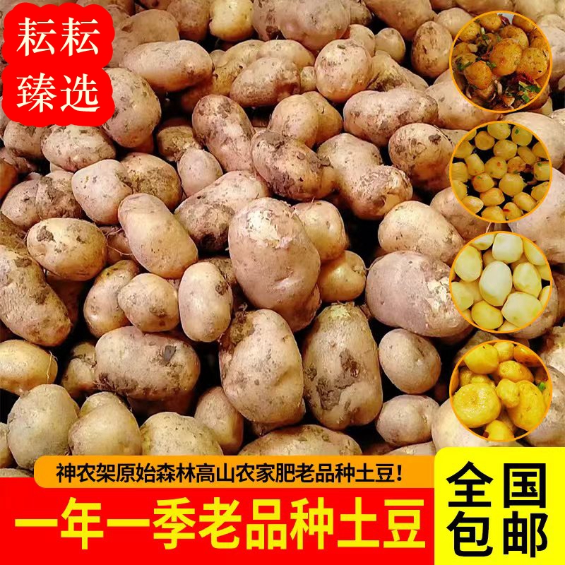 神农架原始森林老品种土豆农家新鲜洋芋现挖马铃薯黄皮黄心农家肥