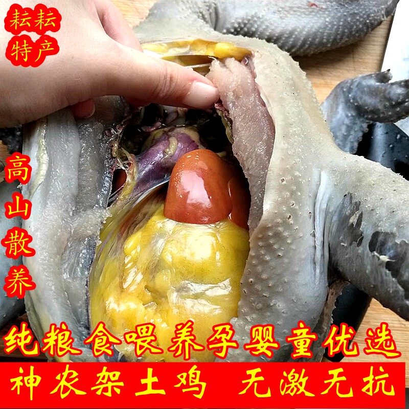 散养乌骨鸡真空包装纯粮喂养