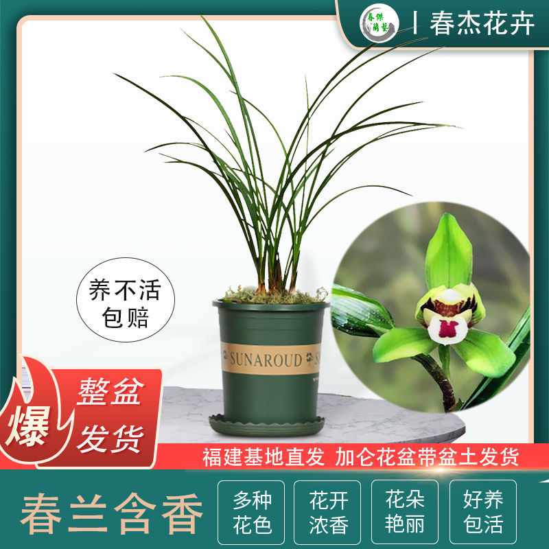 兰花苗春兰含香公主细叶开花浓香可选带花苞发货室内花卉绿植盆栽