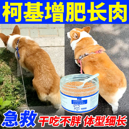 柯基狗狗增肥长肉快速长胖丰臀