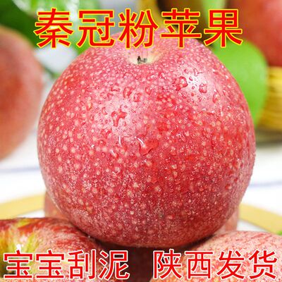刮泥陕西苹果果宝沺秦冠