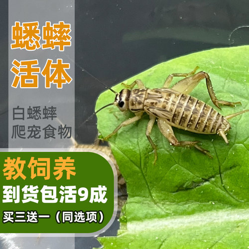爬宠食物蟋蟀活体白蟋蟀蛐蛐蜥蜴守宫鬃狮蜘蛛蝎子粮食活食樱桃红