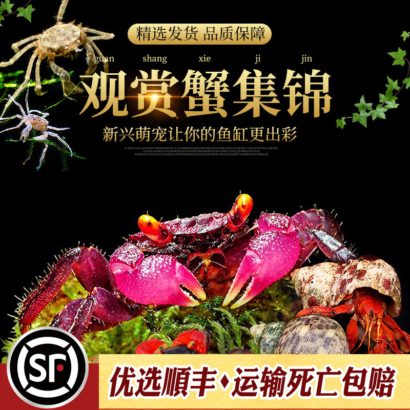 辣椒蟹蜘蛛蟹相手蟹恶魔蟹南海溪蟹红勾手蟹豹点蟹活体观赏宠物蟹