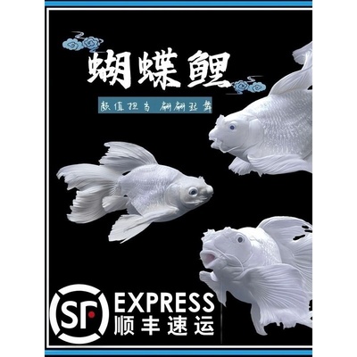 台湾蝴蝶鲤鱼球体短身大鳍长尾冷水鱼锦鲤红色观赏鱼苗活体