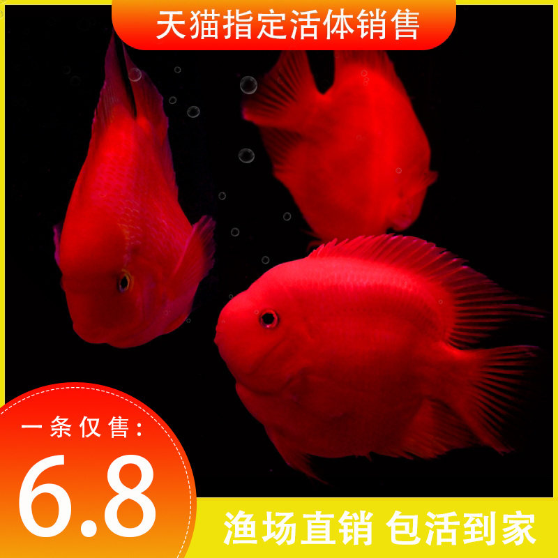 红鹦鹉鱼活鱼发财鱼热带观赏鱼淡水风水鱼苗元宝血红财神精品鱼图片