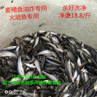淝河流域生态麦穗鱼新鲜小杂鱼罗汉鱼麻古伦子鱼鲜活现杀3斤包邮