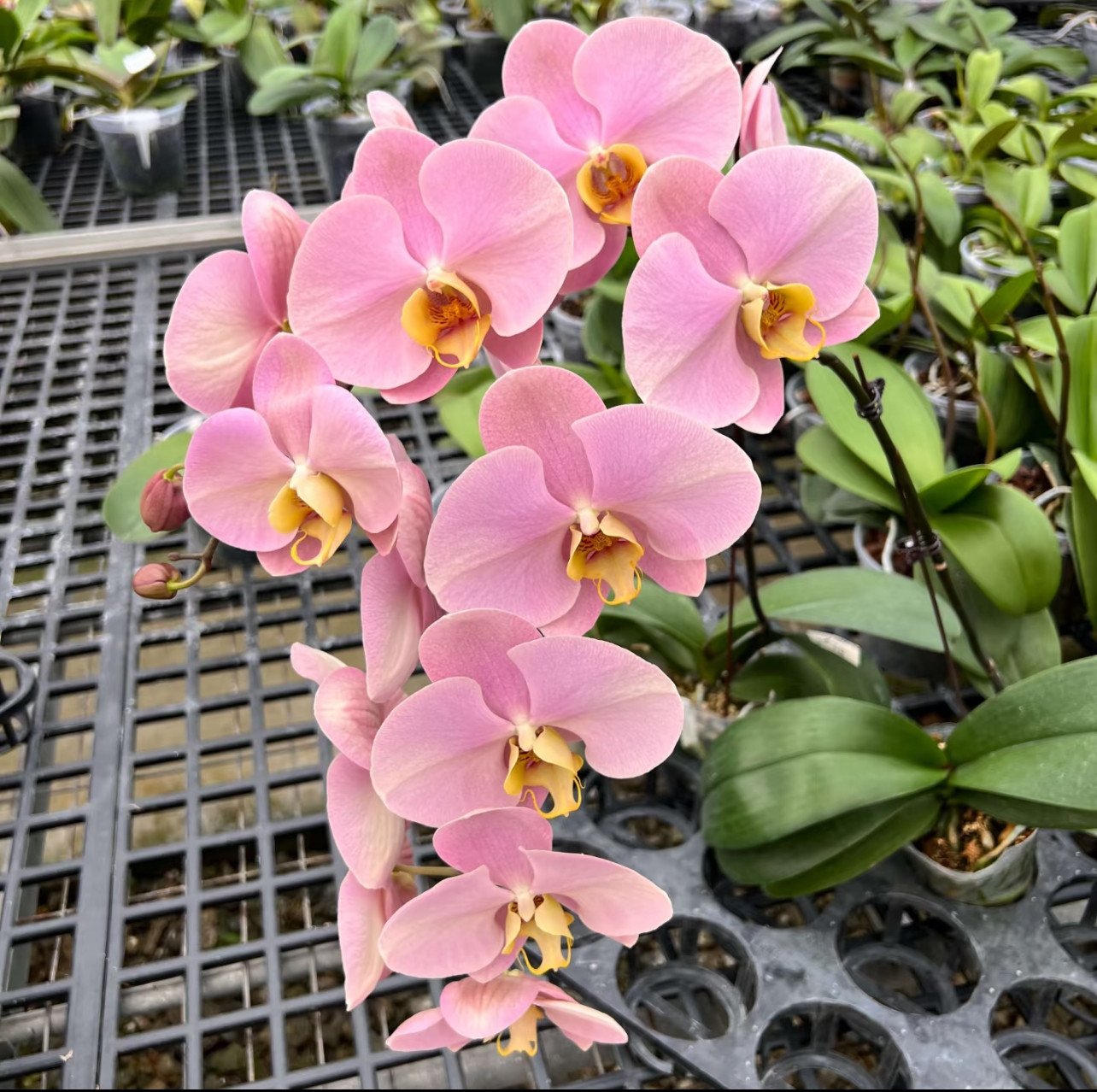 【大鲑鱼】蝴蝶兰 台湾稀有复古品种大花 1.7寸 仅是苗 正版包邮