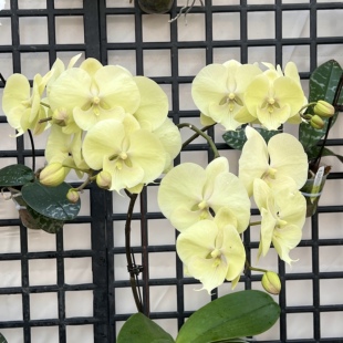 5.5寸 龙兰【85土星】超大颗 台湾稀有品种 带花剑 开花对