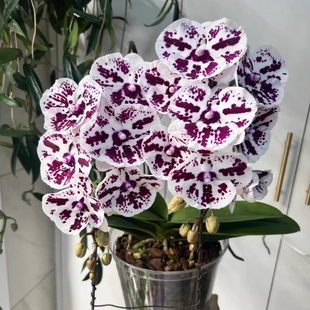 阿布园艺 蝴蝶兰 2.8寸【独角兽】 大舌头 独特型 室内绿植成熟苗