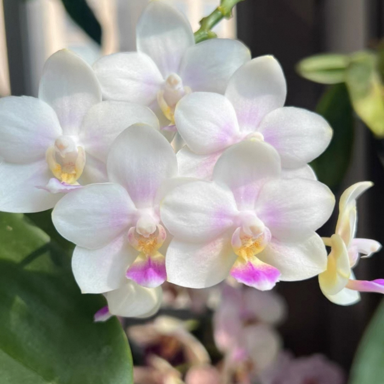 蝴蝶兰台湾趣味品种SWR雪花
