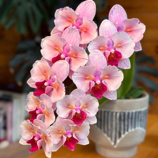 2.5寸 樱花公主变异株 花苗 阿布园艺 包邮 台湾苗 正版 蝴蝶兰