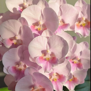 仙女粉 开花对版 粉娇娘 蝴蝶兰花苗无花剑丰花型 5.5寸 龙兰