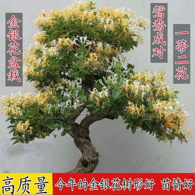 金银花盆栽老桩树桩绿植耐寒植物四季庭院花卉室内盆景阳台树苗