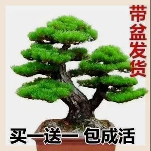 常青耐寒松树盆景地栽盆栽植物 买一发二迎客松盆景花卉室内外四季