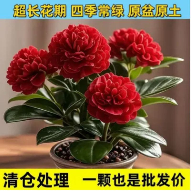 碧玉盆栽豆瓣绿盆栽吸烟鬼四季常青室内花卉绿植开花植物浓香盆栽
