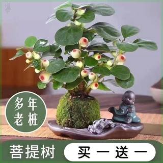 买一送一小盼菩提树苗生活鲜花室内盆栽夏季驱蚊镇宅树旺宅植物