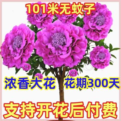 【包成活】千里香花卉大全驱蚊绿植盆栽耐高温室外绿植室内南北养