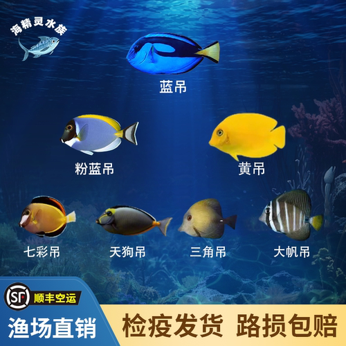海水鱼观赏鱼蓝吊粉蓝七彩鱼黄吊