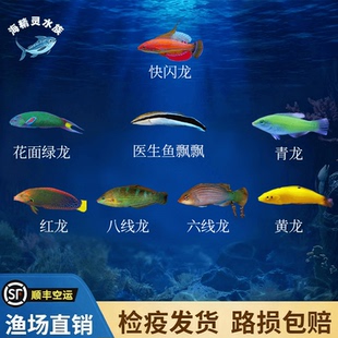 六线龙快闪龙八线龙黄龙医生飘飘鱼青龙红龙花面绿龙海水鱼观赏鱼