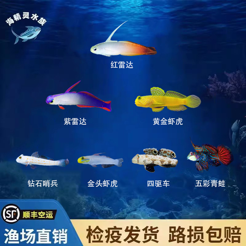 海水鱼观赏鱼红紫雷达黄金虾虎五彩青蛙四驱车金头虾虎钻石哨兵鱼