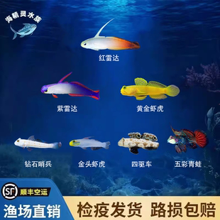 海水鱼观赏鱼红紫雷达黄金虾虎五彩青蛙四驱车金头虾虎钻石哨兵鱼
