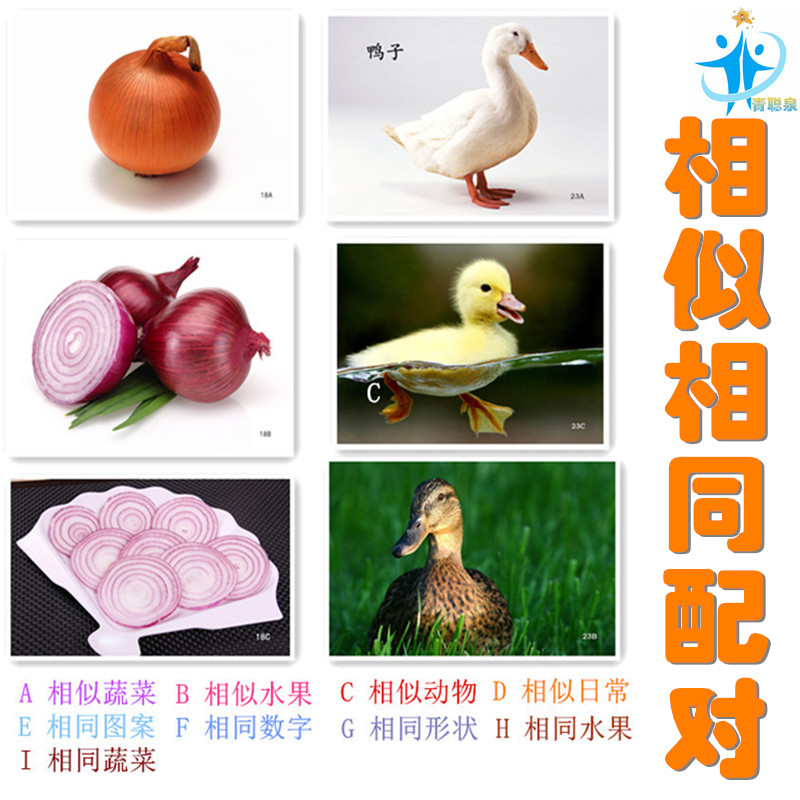 新款相似相同配对相似水果蔬菜动物日常图案数字形状儿童认知卡片