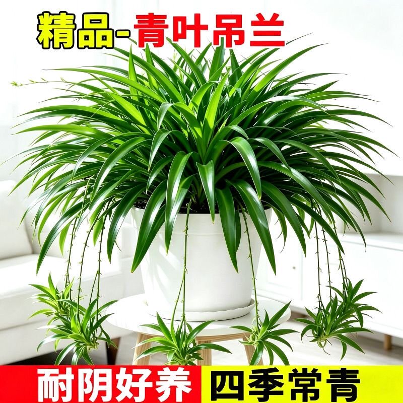 超大型青叶吊兰超大型盆栽四季常青室内垂吊植物净化空气客厅绿植