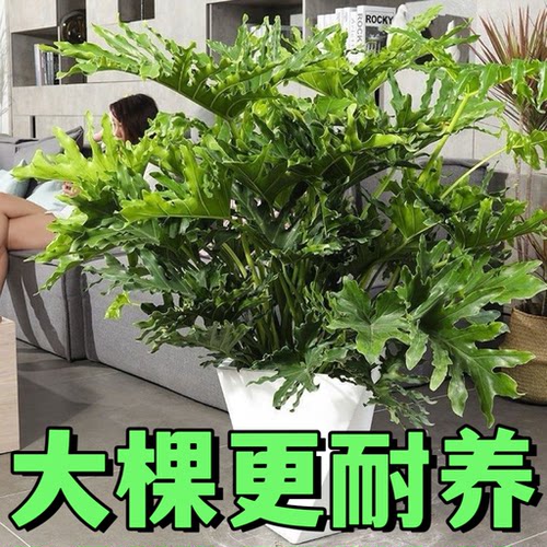 大型春羽盆栽龙鳞春雨植物春芋室内外观叶可水培好养绿植四季常青